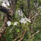 17. Beclardia macrostachya - Orchidée Muguet -  ORCHIDACEAE -indigène Réunion.jpeg